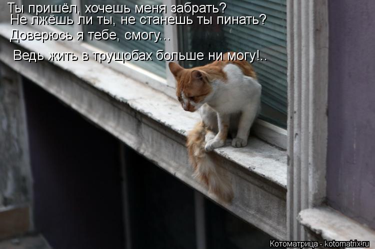 Ты пришёл, хочешь меня забрать? Не лжёшь ли ты, не станешь ты пинать? Доверюсь я тебе, смогу... Ведь ... Котоматрица: Ты пришёл, хочешь меня забрать? Не лжёшь ли ты, не станешь ты пинать? Доверюсь я тебе, смогу... Ведь жить в трущобах больше ни могу!..