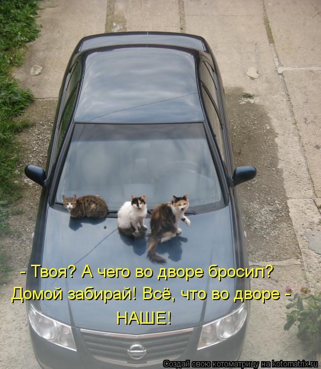 - Твоя? А чего во дворе бросил? Домой забирай! Всё, что во дворе - НАШЕ!... Котоматрица: - Твоя? А чего во дворе бросил? Домой забирай! Всё, что во дворе - НАШЕ!