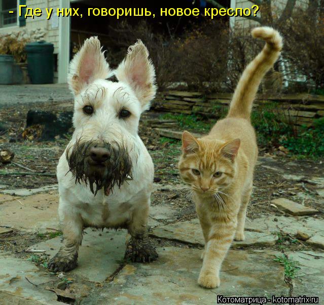 - Где у них, говоришь, новое кресло?... Котоматрица: - Где у них, говоришь, новое кресло?