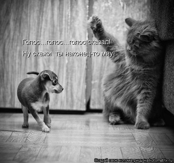 Голос...голос...голос сказал! Ну скажи ты наконец-то мяу!... Котоматрица: Голос...голос...голос сказал! Ну скажи ты наконец-то мяу!