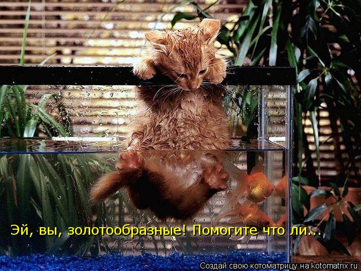 Эй, вы, золотообразные! Помогите что ли...... Котоматрица: Эй, вы, золотообразные! Помогите что ли...