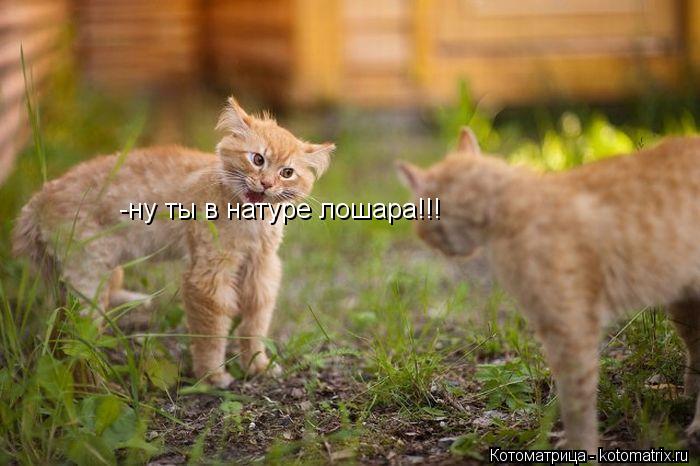 -ну ты в натуре лошара!!!... Котоматрица: -ну ты в натуре лошара!!!