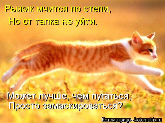 Рыжик мчится по степи, Но от тапка не уйти. Может лучше, чем пугаться, Просто замаскироваться?... Котоматрица: Рыжик мчится по степи, Но от тапка не уйти. Может лучше, чем пугаться, Просто замаскироваться?