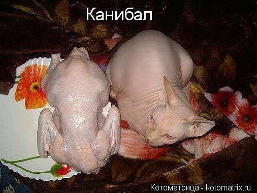 Канибал... Котоматрица: Канибал