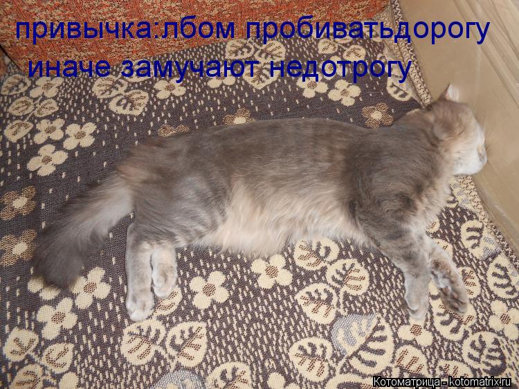 привычка:лбом пробиватьдорогу иначе замучают недотрогу... Котоматрица: привычка:лбом пробиватьдорогу иначе замучают недотрогу