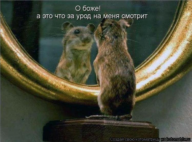 О боже! а это что за урод на меня смотрит... Котоматрица: О боже! а это что за урод на меня смотрит