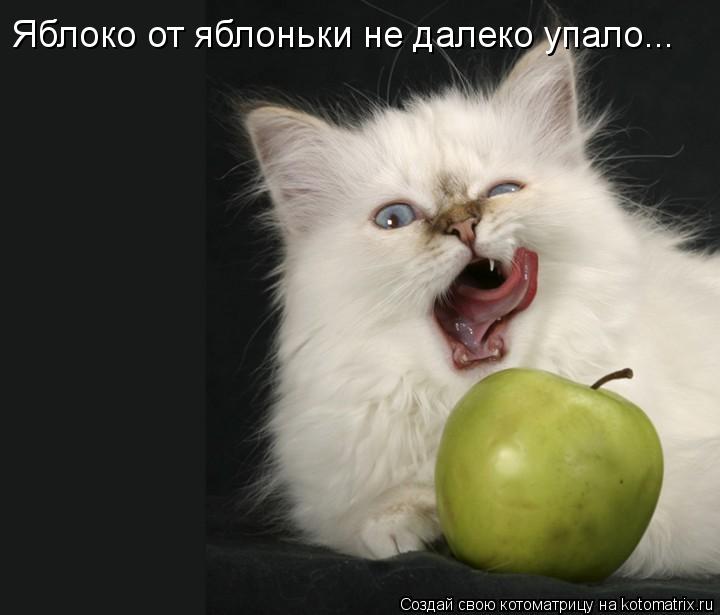 Яблоко от яблоньки не далеко упало...... Котоматрица: Яблоко от яблоньки не далеко упало...