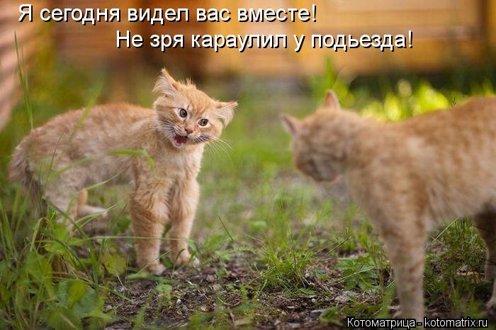 Я сегодня видел вас вместе! Не зря караулил у подьезда!... Котоматрица: Я сегодня видел вас вместе! Не зря караулил у подьезда!