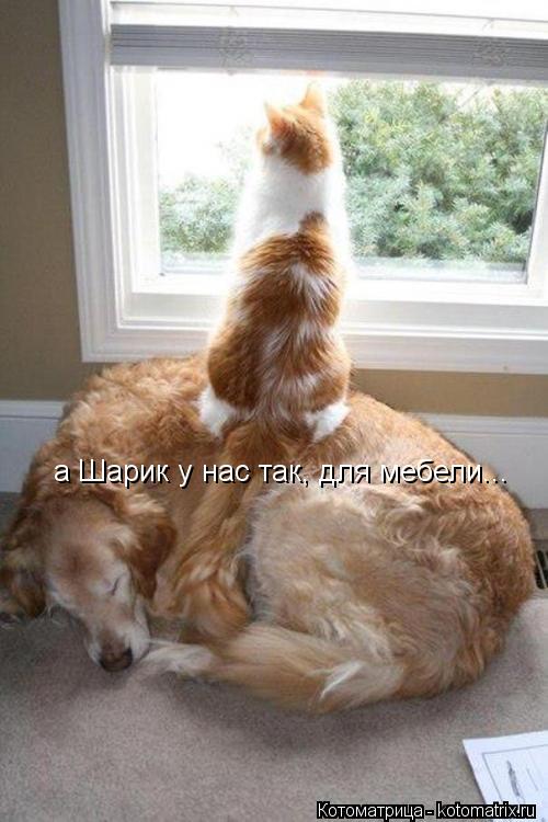 а Шарик у нас так, для мебели...... Котоматрица: а Шарик у нас так, для мебели...