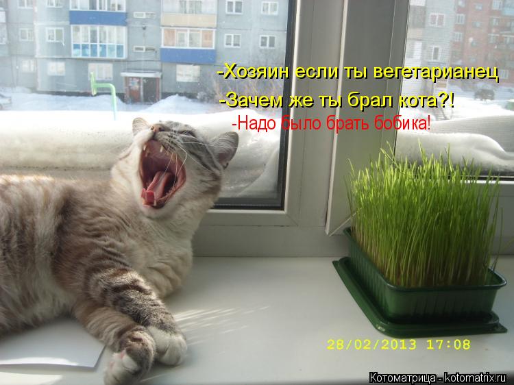 -Зачем же ты брал кота?! -Хозяин если ты вегетарианец -Надо было брать бобика!... Котоматрица: -Зачем же ты брал кота?! -Хозяин если ты вегетарианец -Надо было брать бобика!