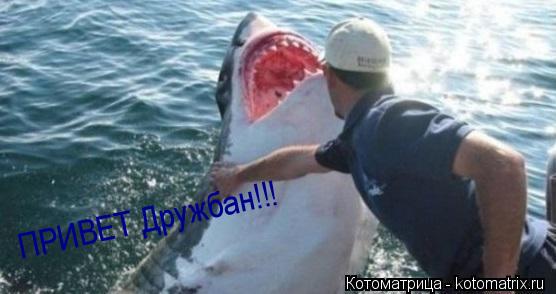 ПРИВЕТ Дружбан!!!... Котоматрица: ПРИВЕТ Дружбан!!!
