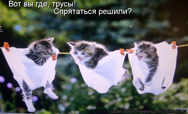 Вот вы где, трусы! Спрятаться решили?... Котоматрица: Вот вы где, трусы! Спрятаться решили?