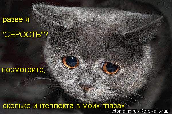 посмотрите, сколько интеллекта в моих глазах разве я "СЕРОСТЬ"?... Котоматрица: посмотрите, сколько интеллекта в моих глазах разве я "СЕРОСТЬ"?