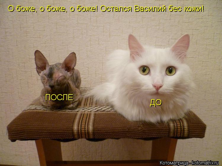 О боже, о боже, о боже! Остался Василий бес кожи! ДО ПОСЛЕ... Котоматрица: О боже, о боже, о боже! Остался Василий бес кожи! ДО ПОСЛЕ