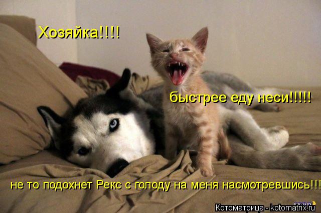 Хозяйка!!!! быстрее еду неси!!!!! не то подохнет Рекс с голоду на меня насмотревшись!!! быстрее еду н... Котоматрица: Хозяйка!!!! быстрее еду неси!!!!! не то подохнет Рекс с голоду на меня насмотревшись!!! быстрее еду неси!!!!!