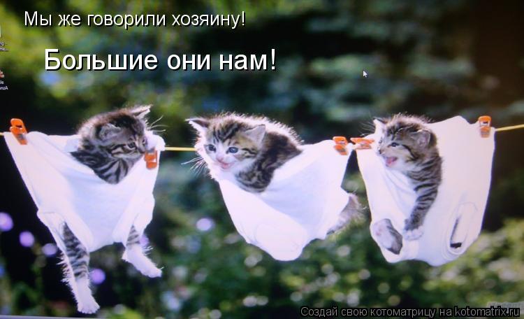 Мы же говорили хозяину! Большие они нам!... Котоматрица: Мы же говорили хозяину! Большие они нам!