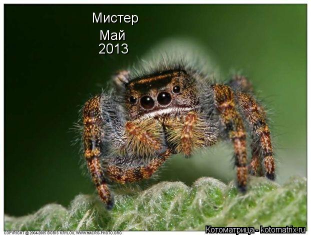 Мистер май Мистер Май 2013... Котоматрица: Мистер май Мистер Май 2013