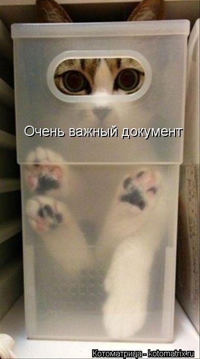Очень важный документ... Котоматрица: Очень важный документ