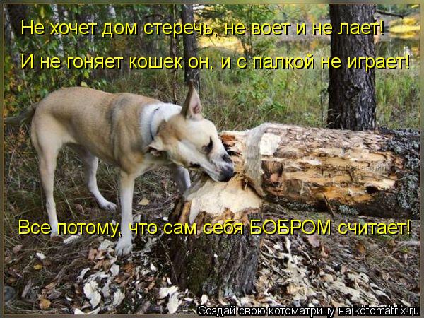 Не хочет дом стеречь, не воет и не лает! Все потому, что сам себя БОБРОМ считает! И не гоняет кошек о... Котоматрица: Не хочет дом стеречь, не воет и не лает! Все потому, что сам себя БОБРОМ считает! И не гоняет кошек он, и с палкой не играет!