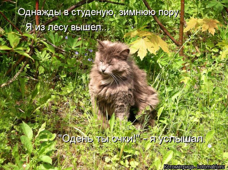 Однажды в студеную, зимнюю пору Я из лесу вышел... "Одень ты очки!" - я услышал.... Котоматрица: Однажды в студеную, зимнюю пору Я из лесу вышел... "Одень ты очки!" - я услышал.