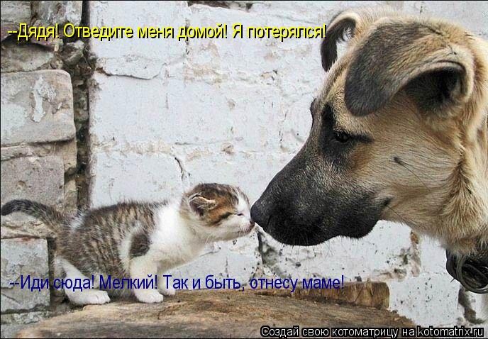 --Дядя! Отведите меня домой! Я потерялся! --Иди сюда! Мелкий! Так и быть, отнесу маме!... Котоматрица: --Дядя! Отведите меня домой! Я потерялся! --Иди сюда! Мелкий! Так и быть, отнесу маме!