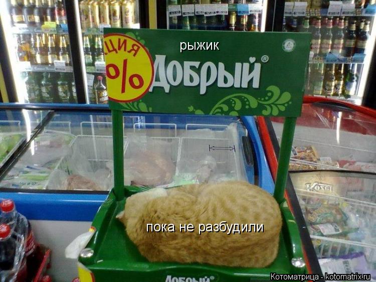рыжик пока не разбудили... Котоматрица: рыжик пока не разбудили