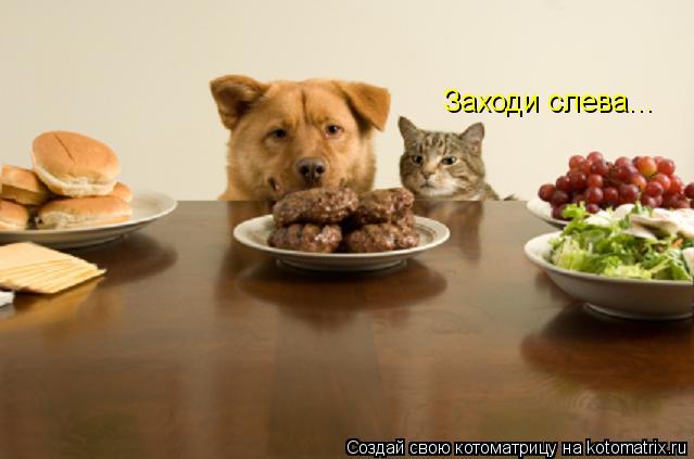 Заходи слева...... Котоматрица: Заходи слева...