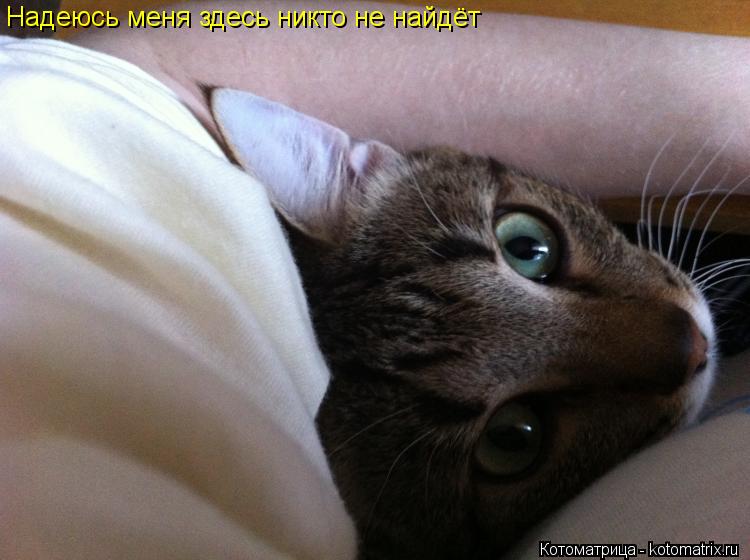 Надеюсь меня здесь никто не найдёт... Котоматрица: Надеюсь меня здесь никто не найдёт