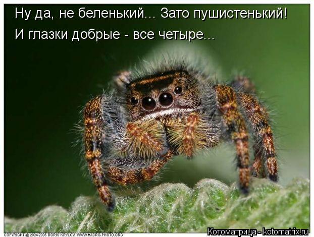 Ну да, не беленький... Зато пушистенький! И глазки добрые - все четыре...... Котоматрица: Ну да, не беленький... Зато пушистенький! И глазки добрые - все четыре...