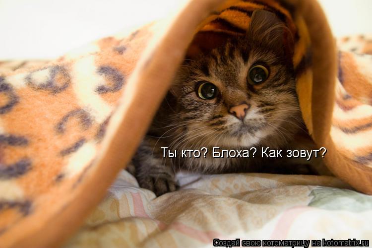 Ты кто? Блоха? Как зовут?... Котоматрица: Ты кто? Блоха? Как зовут?