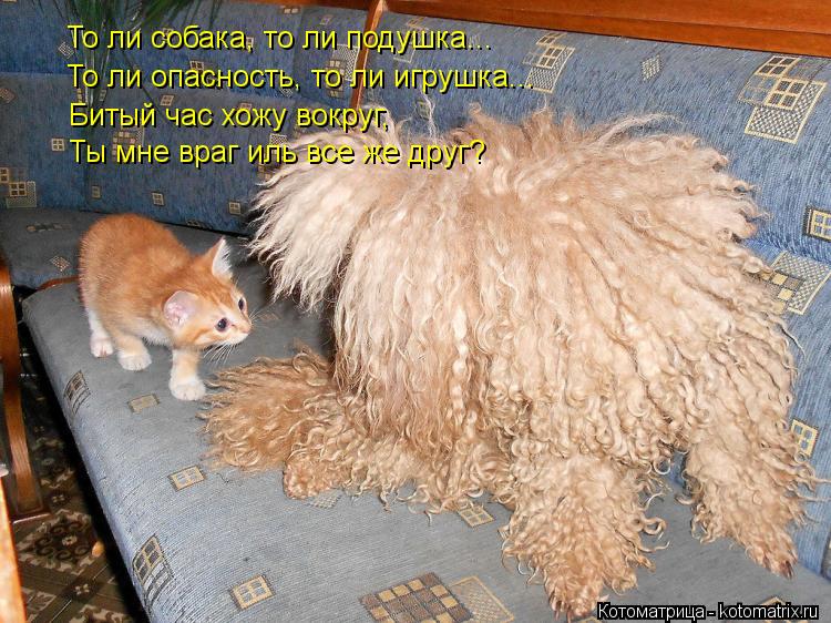 То ли собака, то ли подушка... То ли опасность, то ли игрушка... Битый час хожу вокруг, Ты мне враг и... Котоматрица: То ли собака, то ли подушка... То ли опасность, то ли игрушка... Битый час хожу вокруг, Ты мне враг иль все же друг?