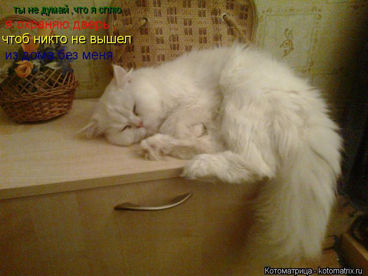 ты не думай ,что я сплю я охраняю дверь , чтоб никто не вышел из дома без меня... Котоматрица: ты не думай ,что я сплю я охраняю дверь , чтоб никто не вышел из дома без меня
