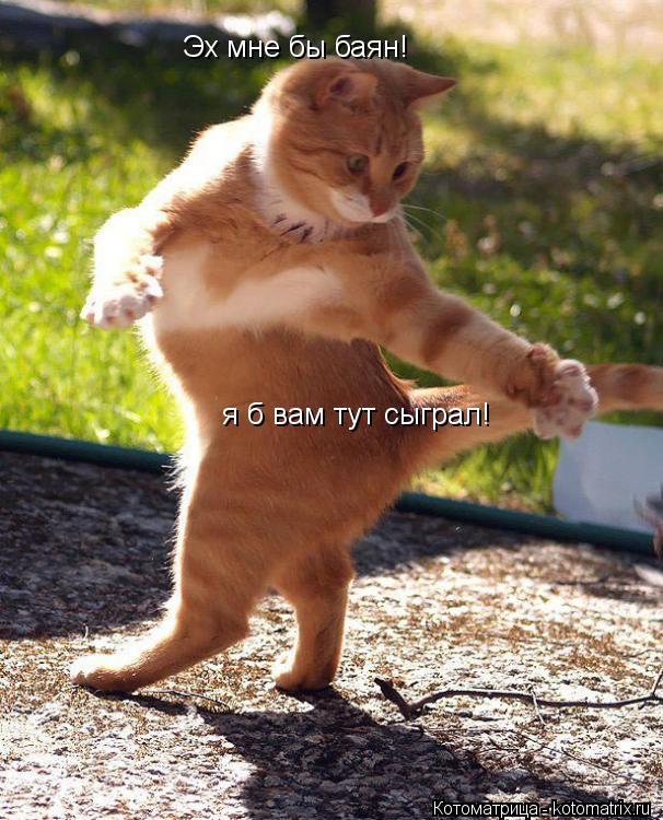 Эх мне бы баян! я б вам тут сыграл!... Котоматрица: Эх мне бы баян! я б вам тут сыграл!