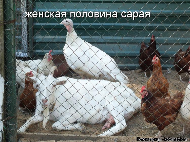 женская половина сарая... Котоматрица: женская половина сарая