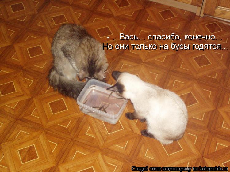 - .. Вась... спасибо, конечно... Но они только на бусы годятся...... Котоматрица: - .. Вась... спасибо, конечно... Но они только на бусы годятся...