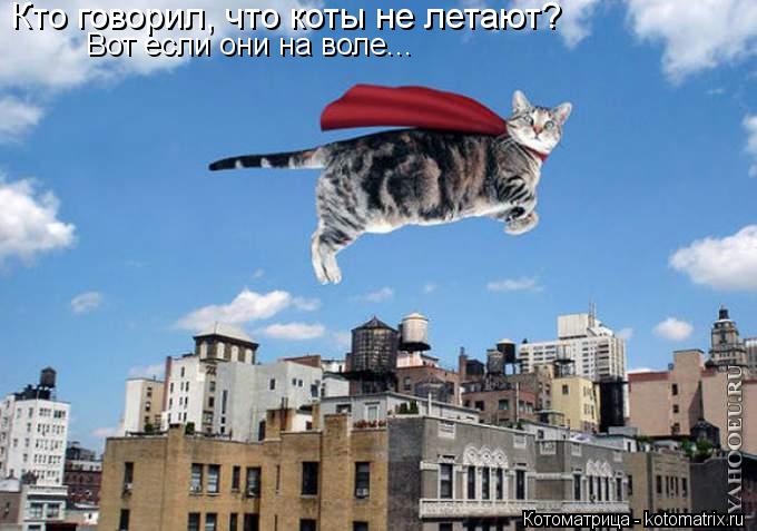 Кто говорил, что коты не летают? Вот если они на воле...... Котоматрица: Кто говорил, что коты не летают? Вот если они на воле...