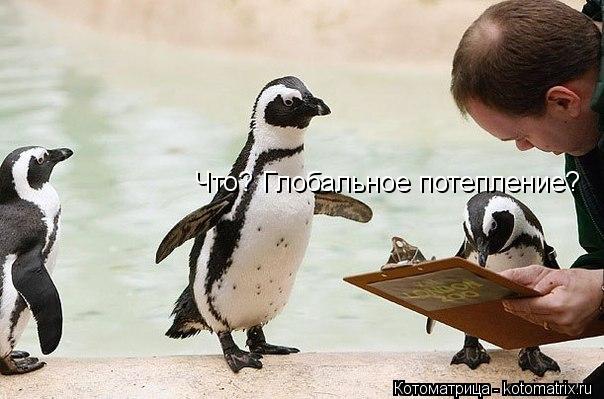Что? Глобальное потепление?... Котоматрица: Что? Глобальное потепление?