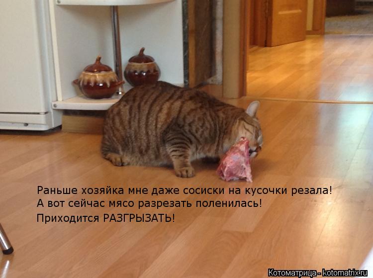 Раньше хозяйка мне даже сосиски на кусочки резала! А вот сейчас мясо разрезать поленилась! Приходится... Котоматрица: Раньше хозяйка мне даже сосиски на кусочки резала! А вот сейчас мясо разрезать поленилась! Приходится РАЗГРЫЗАТЬ!