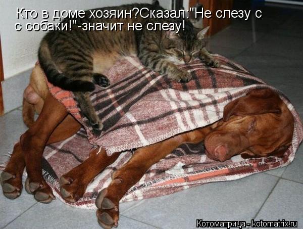 Кто в доме хозяин?Сказал:"Не слезу с с собаки!"-значит не слезу!... Котоматрица: Кто в доме хозяин?Сказал:"Не слезу с с собаки!"-значит не слезу!