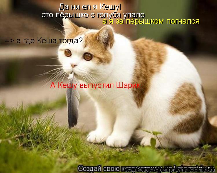 Да ни ел я Кешу! это пёрышко с голубя упало а я за пёрышком погнался А Кешу выпустил Шарик --> а где ... Котоматрица: Да ни ел я Кешу! это пёрышко с голубя упало а я за пёрышком погнался А Кешу выпустил Шарик --> а где Кеша тогда?