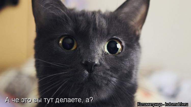 А че это вы тут делаете, а?... Котоматрица: А че это вы тут делаете, а?