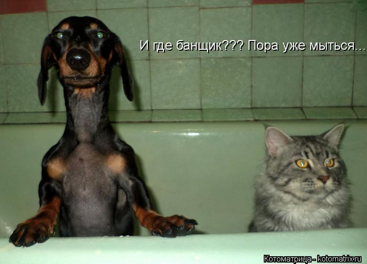 И где банщик??? И где банщик??? Пора уже мыться...... Котоматрица: И где банщик??? И где банщик??? Пора уже мыться...