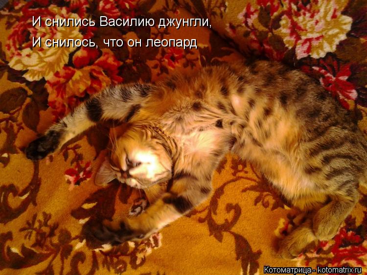 И снились Василию джунгли, И снилось, что он леопард... Котоматрица: И снились Василию джунгли, И снилось, что он леопард