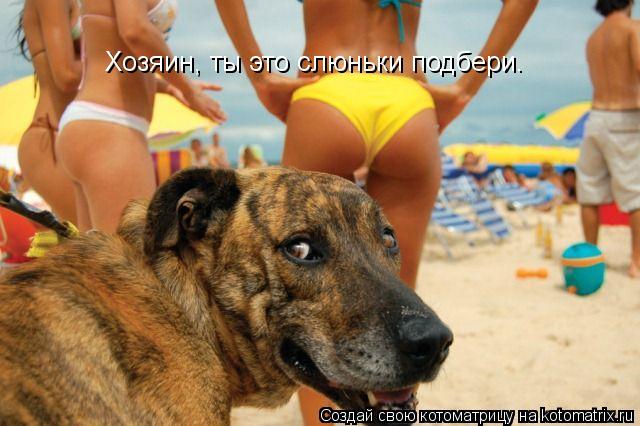 Хозяин, ты это слюньки подбери.... Котоматрица: Хозяин, ты это слюньки подбери.
