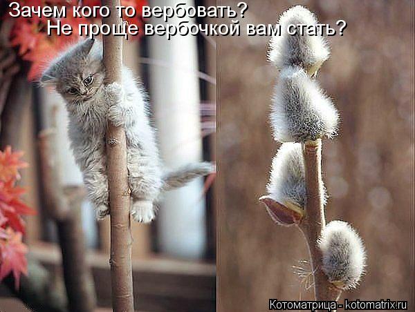 Зачем кого то вербовать? Не проще вербочкой вам стать?... Котоматрица: Зачем кого то вербовать? Не проще вербочкой вам стать?