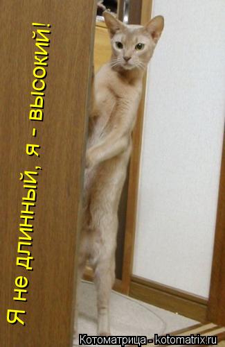 Я не длинный, я - высокий!... Котоматрица: Я не длинный, я - высокий!