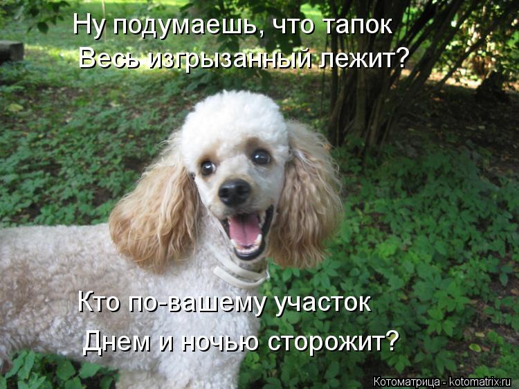Ну подумаешь, что тапок Весь изгрызанный лежит? Кто по-вашему участок Днем и ночью сторожит?... Котоматрица: Ну подумаешь, что тапок Весь изгрызанный лежит? Кто по-вашему участок Днем и ночью сторожит?