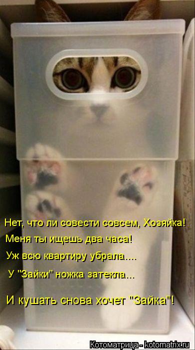 Нет, что ли совести совсем, Хозяйка! Меня ты ищешь два часа! Уж всю квартиру убрала.... У "Зайки" нож... Котоматрица: Нет, что ли совести совсем, Хозяйка! Меня ты ищешь два часа! Уж всю квартиру убрала.... У "Зайки" ножка затекла... И кушать снова хочет "Зайка"!