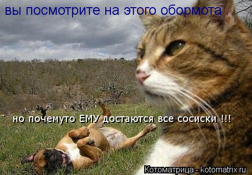 вы посмотрите на этого обормота . но почемуто ЕМУ достаются все сосиски !!!... Котоматрица: вы посмотрите на этого обормота . но почемуто ЕМУ достаются все сосиски !!!