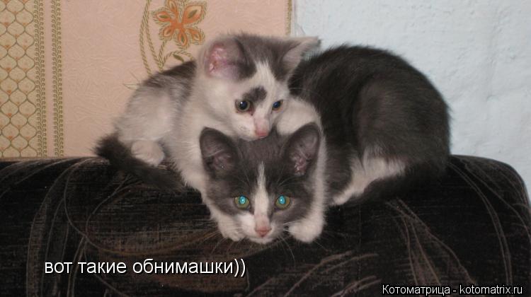 вот такие обнимашки))... Котоматрица: вот такие обнимашки))